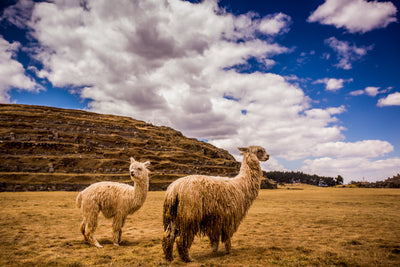 Peruvian Alpacas in Cusco